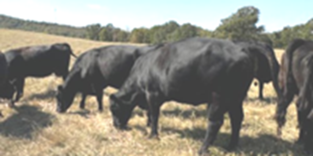 10 Angus Cows... Northwest AR