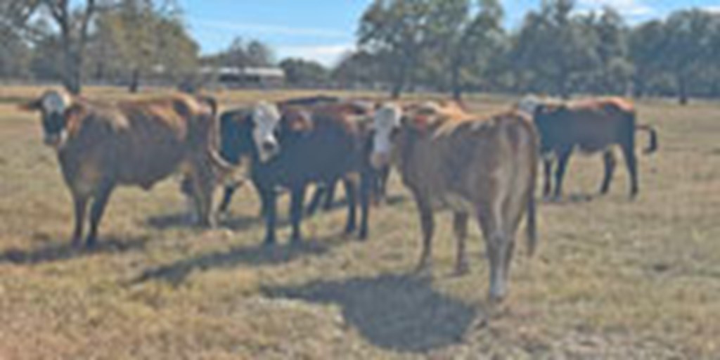 7 Braford/Tigerstripe 2nd-Calf Cows... South TX