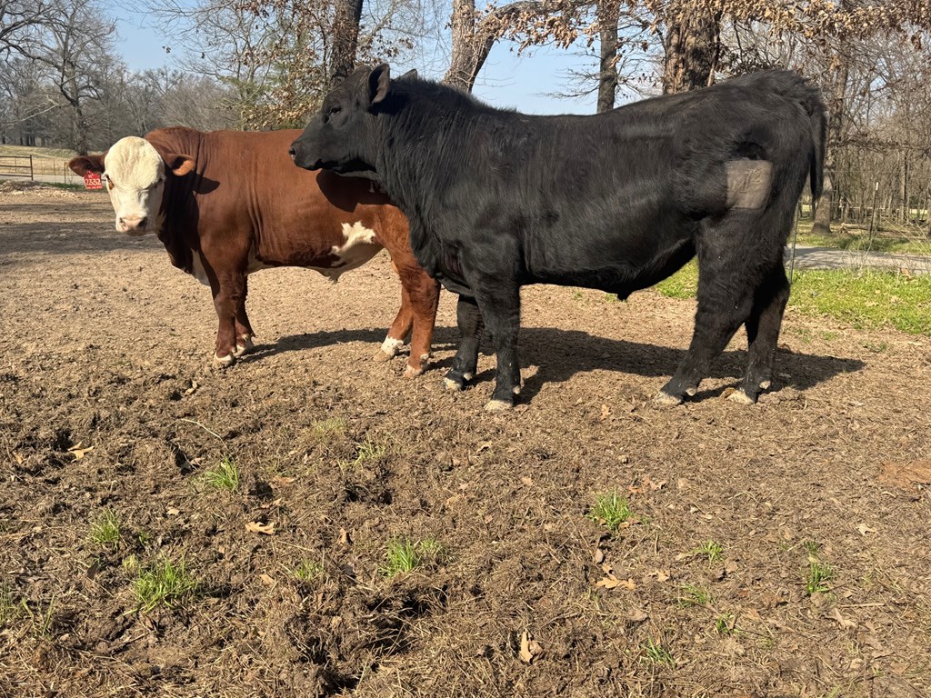 Cattle Range Listing Photo