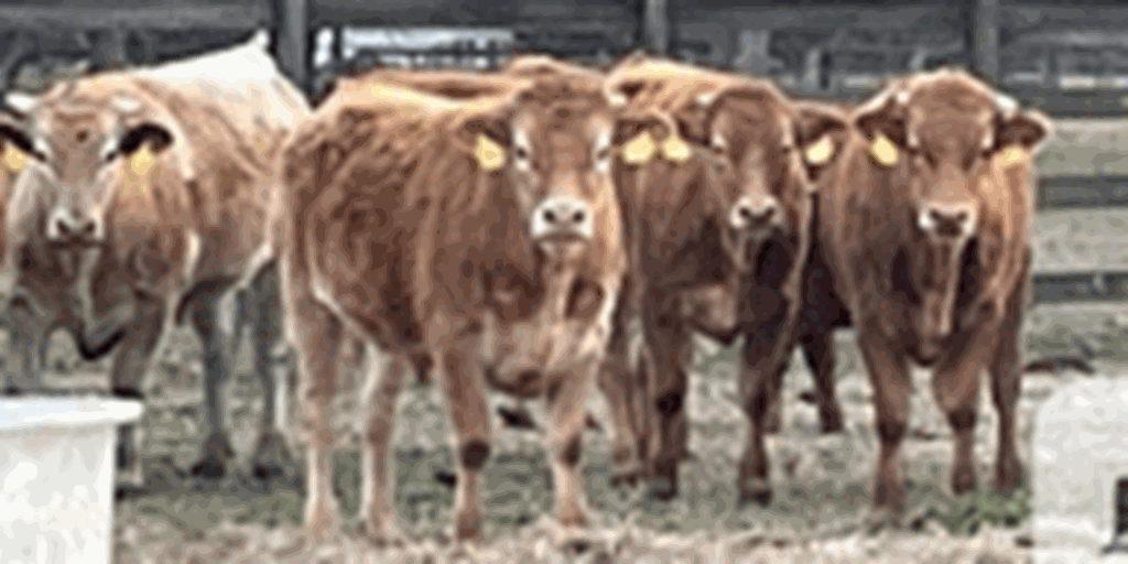 15 Akaushi Feeder Steers... Southeast TX