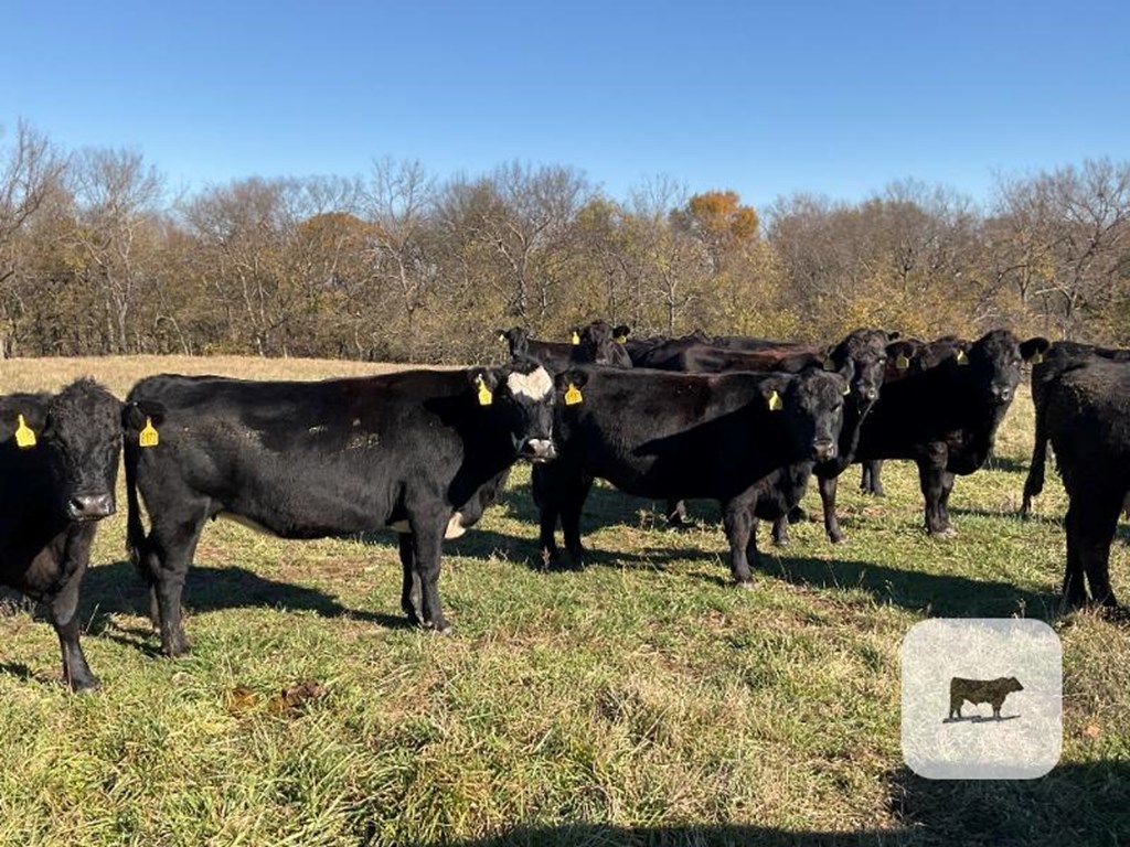 Cattle Range Listing Photo