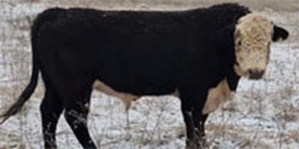 1 Black Hereford Bull... Northeast TX