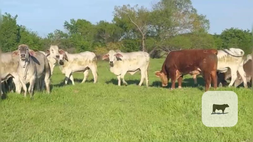 Cattle Range Listing Photo