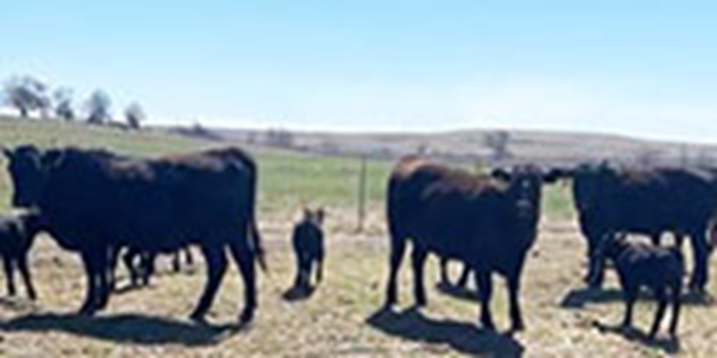 180	Angus & BWF 1st-Calf Pairs... Northeast  OK