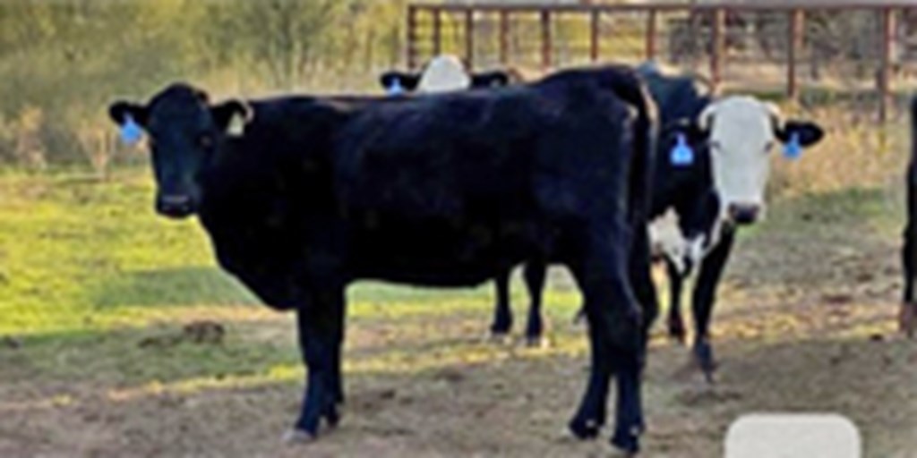 16 Angus & Angus Baldy Cows... North TX