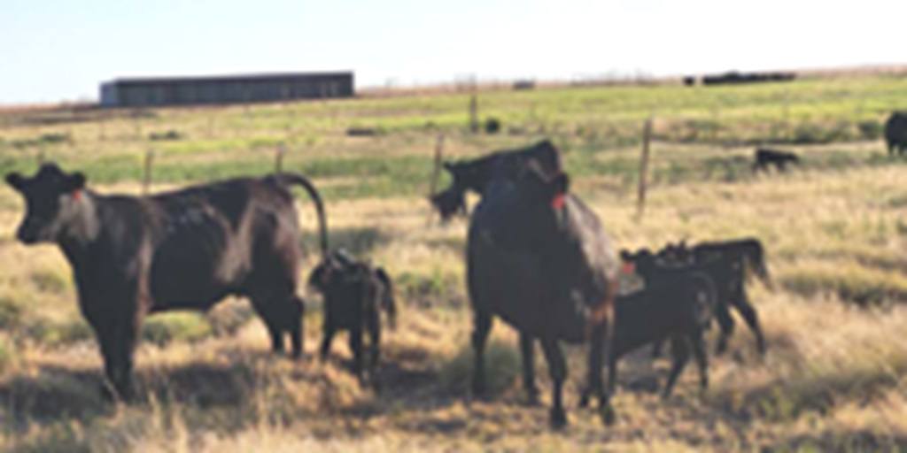 25 Angus 1st-Calf Pairs... Southwest OK