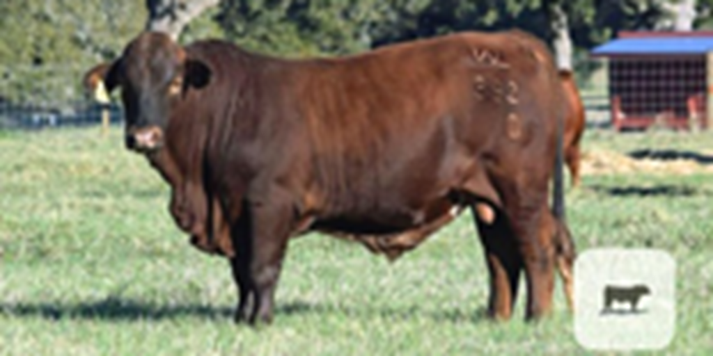 12 Reg. Beefmaster Bulls... Central TX