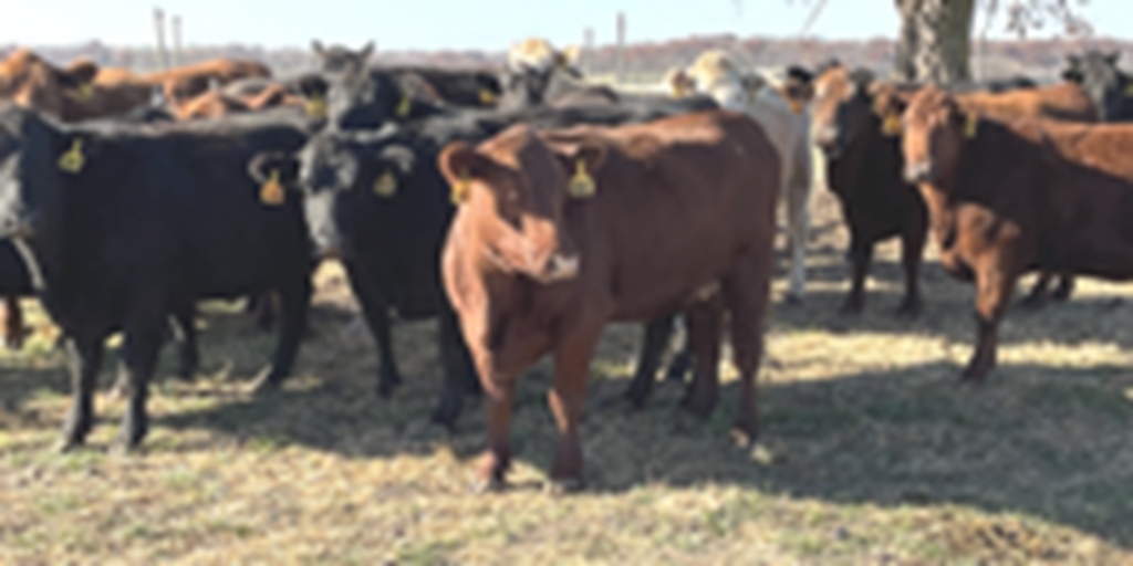 40 Angus, BWF, Red Angus, RWF, & Charolais Cross Open Cows... Southwest MO