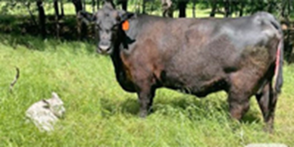 34 Reg. Angus Cows w/ 4+ Calves... Central OK