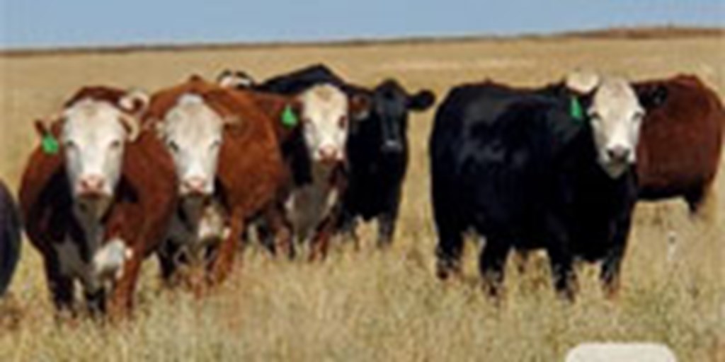48 Angus & Hereford Cows w/ 7+ Calves... TX Panhandle