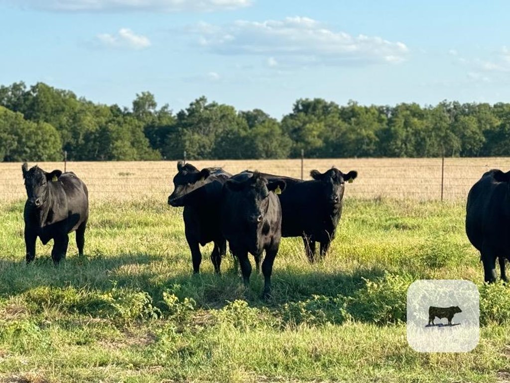 Cattle Range Listing Photo