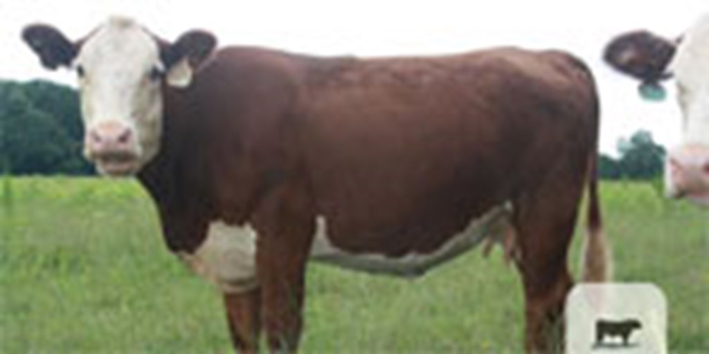 78 Reg. Hereford Cows... Northeast GA