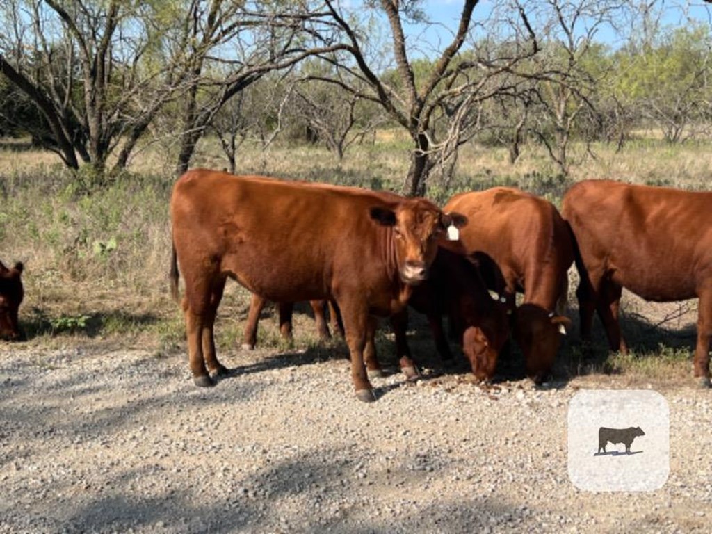 Cattle Range Listing Photo