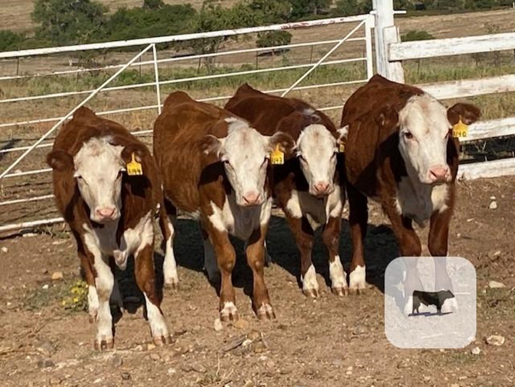 Cattle Range Listing Photo