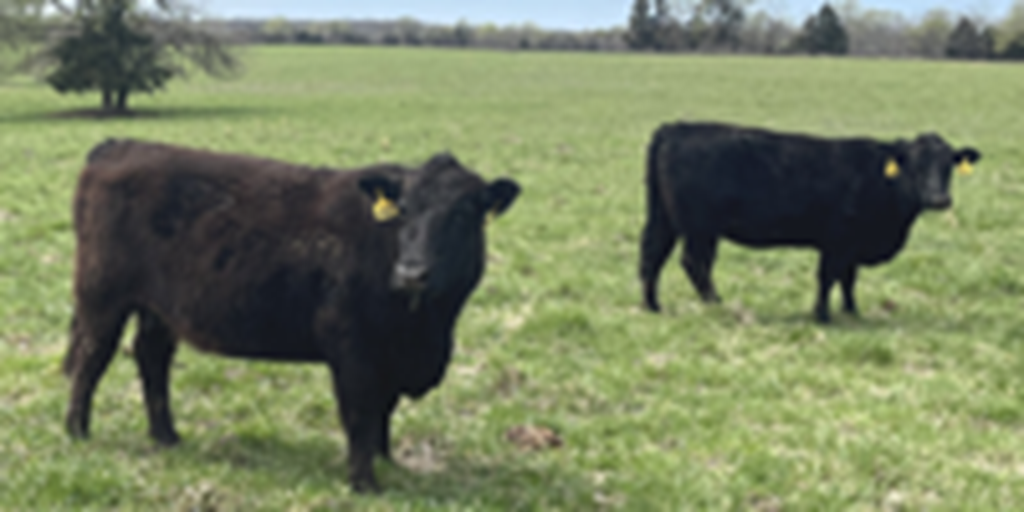 55 Angus & BWF Cows... Southwest MO (1)