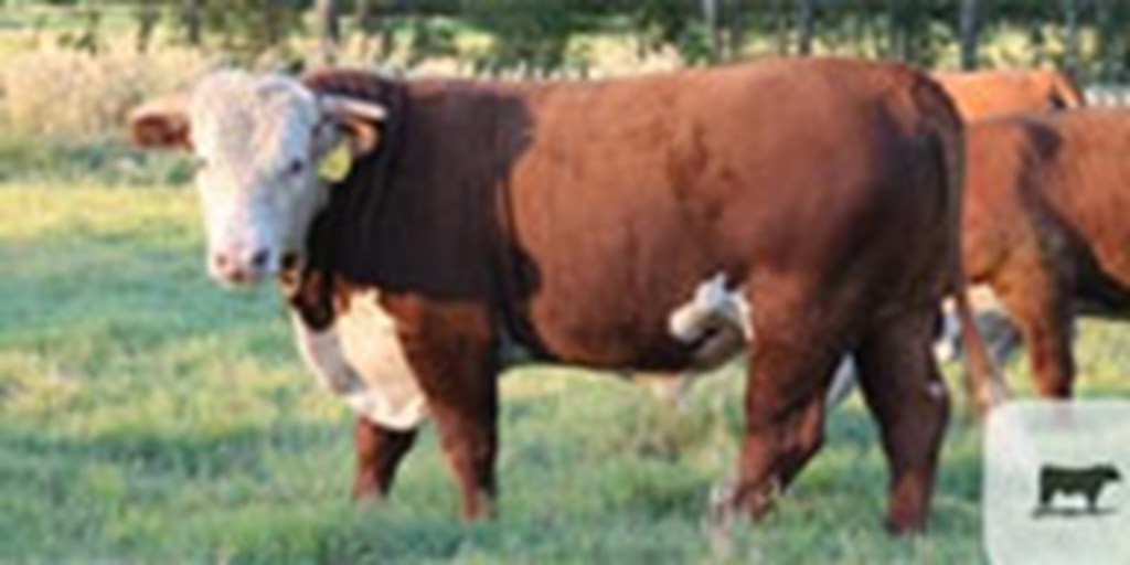 10 Reg. Line One Hereford Bulls... Northeast TX