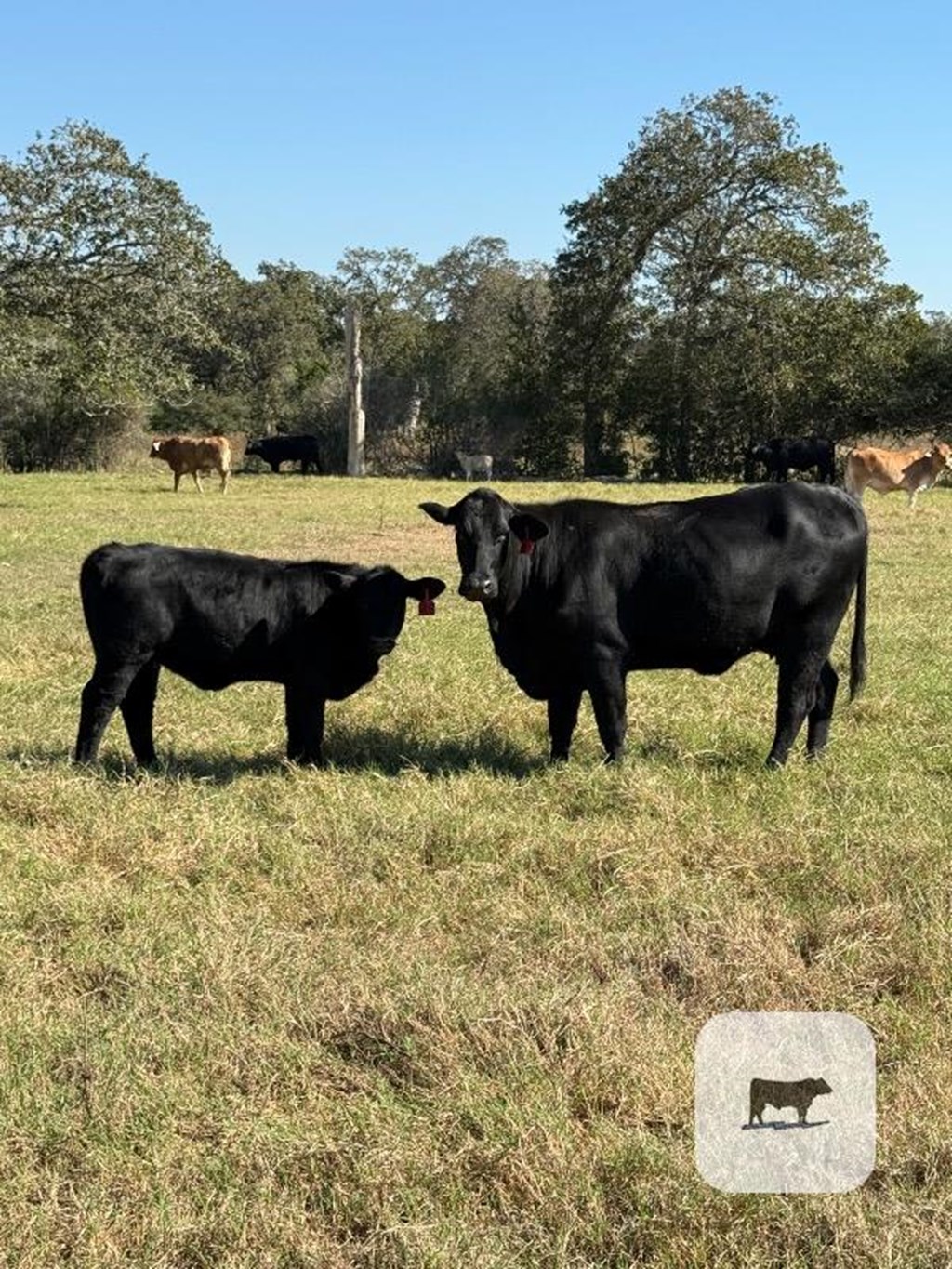 Cattle Range Listing Photo