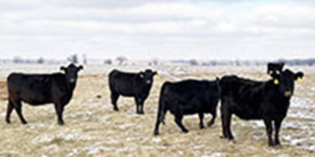 40 Angus & BWF Cows... Southwest MO