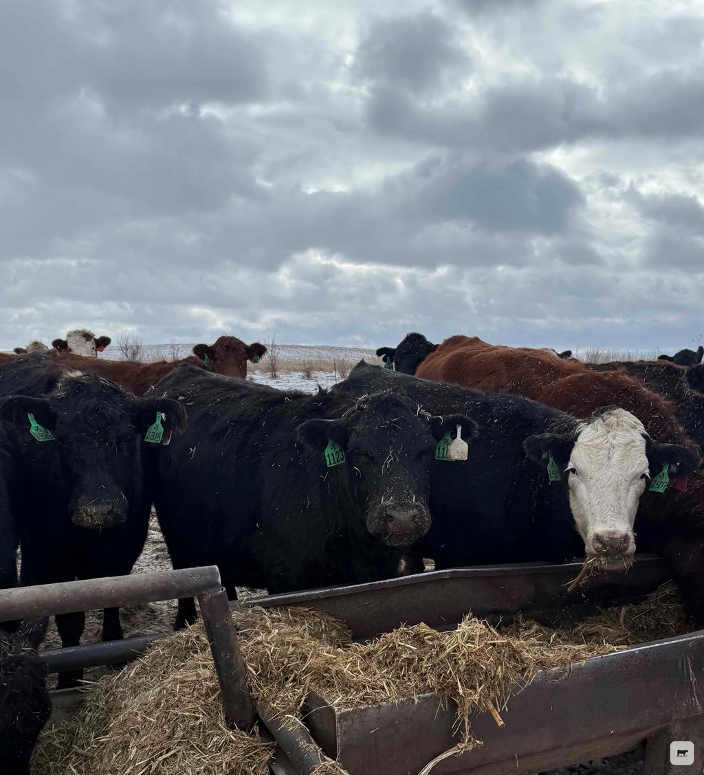 Cattle Range Listing Photo