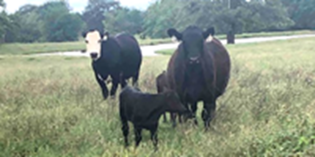 40 Angus Cows w/ 12+ Calves... Southeast OK