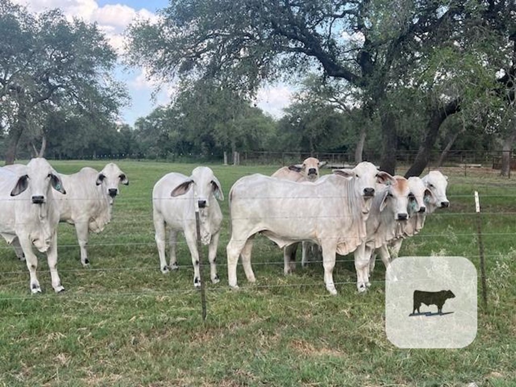 Cattle Range Listing Photo