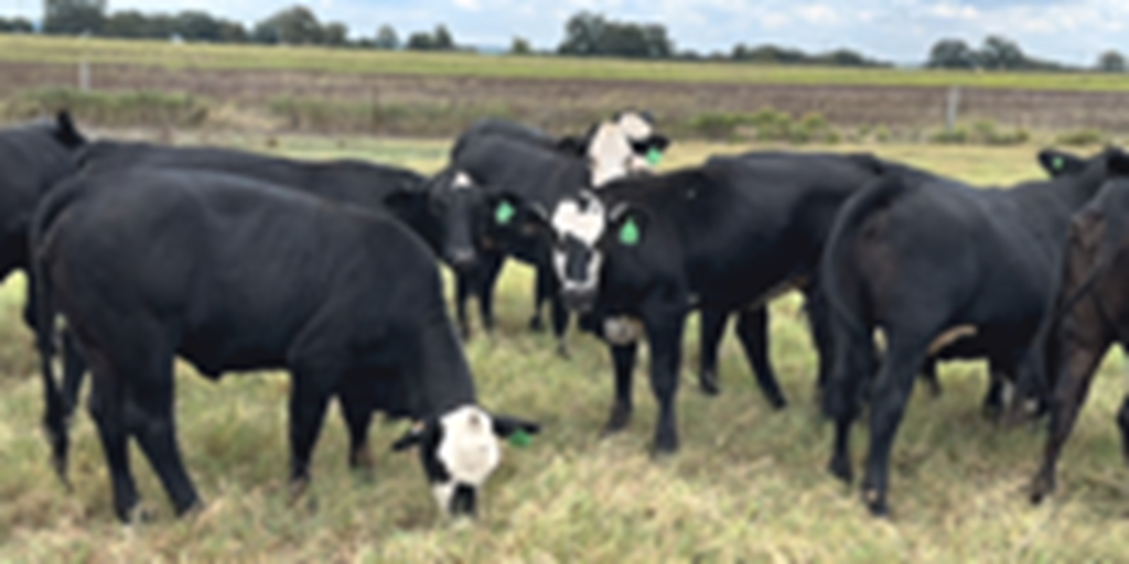 14 Brangus Baldy Bred Heifers... Central TX