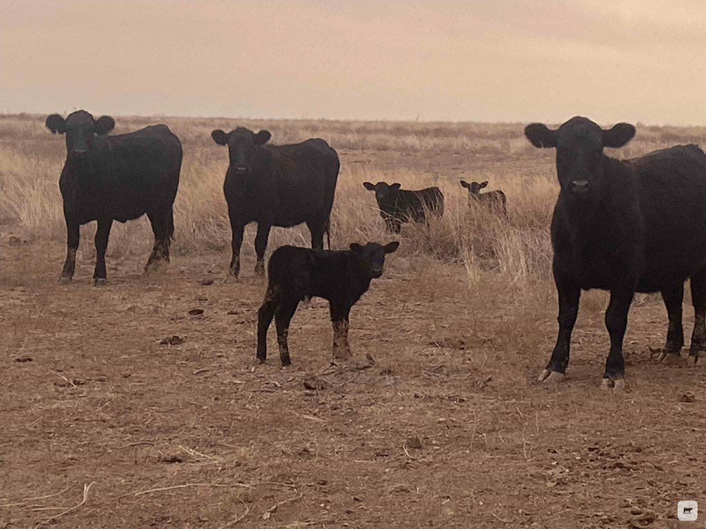 Cattle Range Listing Photo