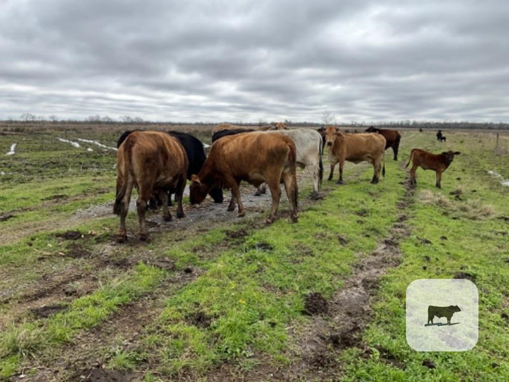 Cattle Range Listing Photo