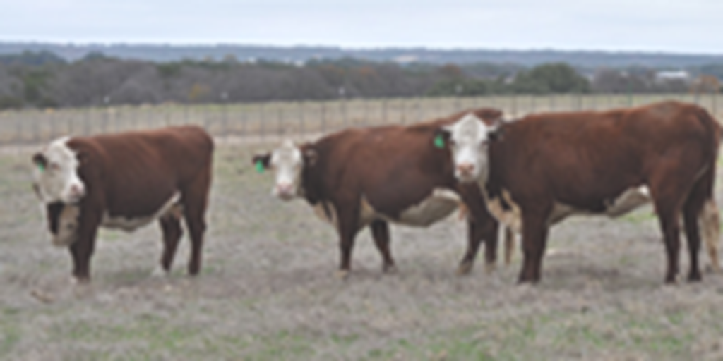 9 Hereford 2nd-Calf Cows... Central TX