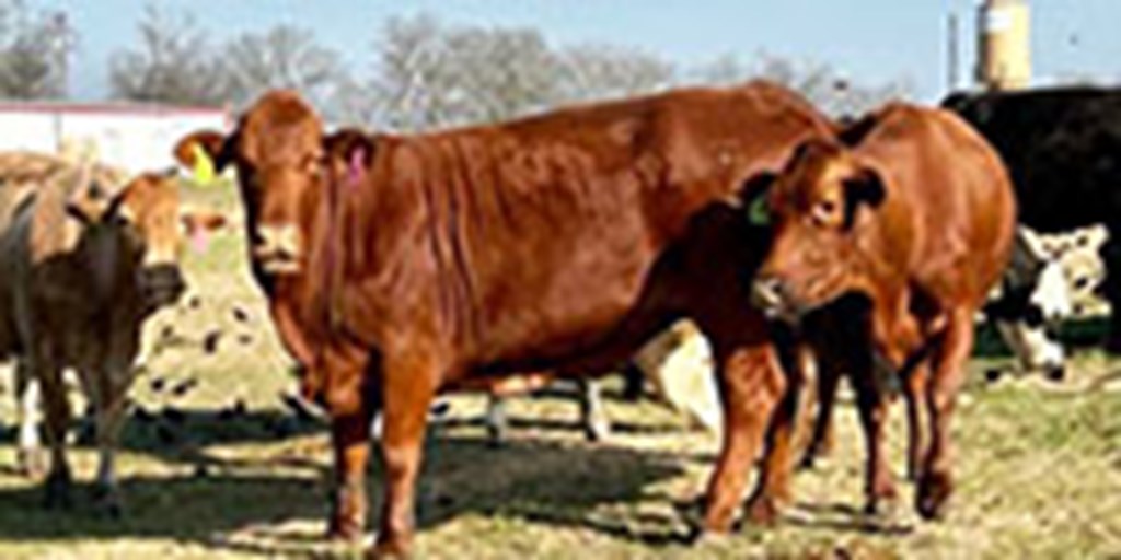 44 Red & Yellow Crossbred Cows... Central TX