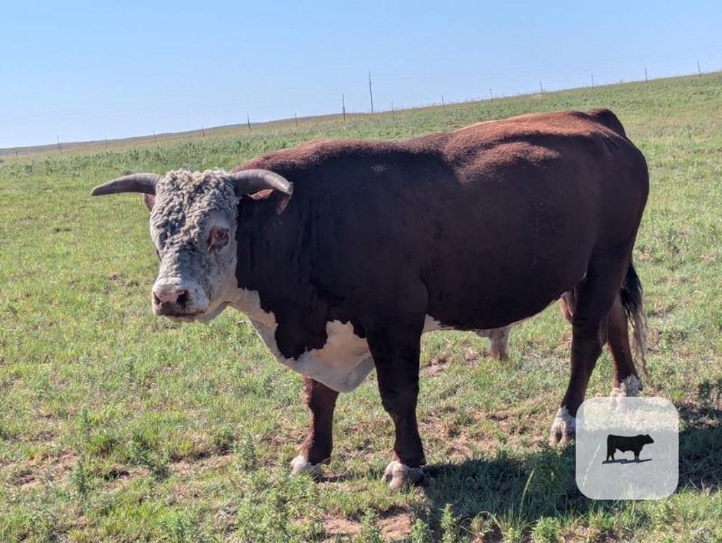 Cattle Range Listing Photo