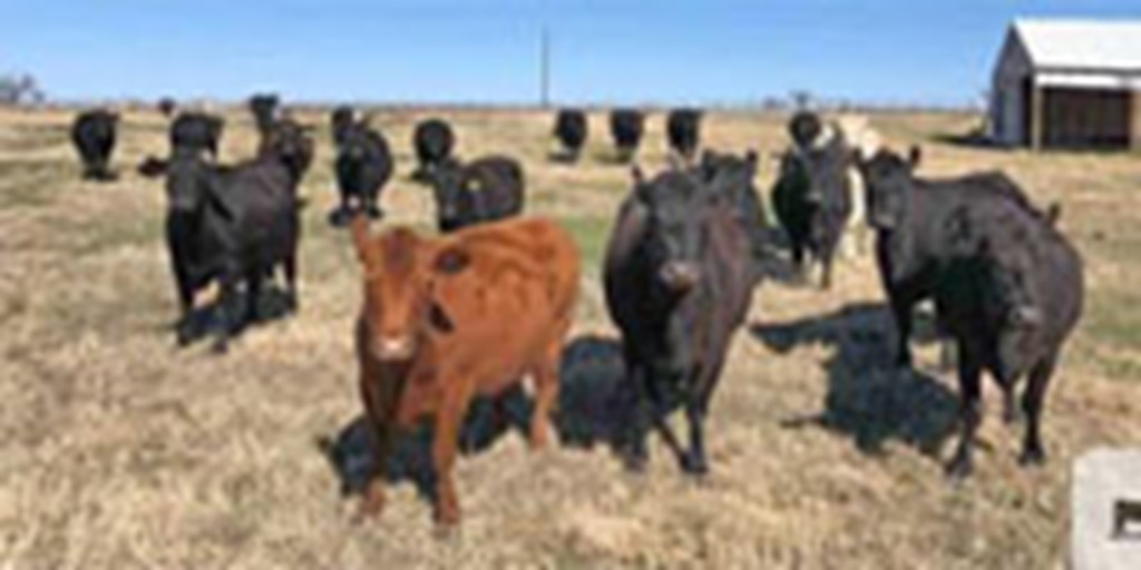 200 Angus, Red Angus & Charolais Cross Cows... W. Central TX