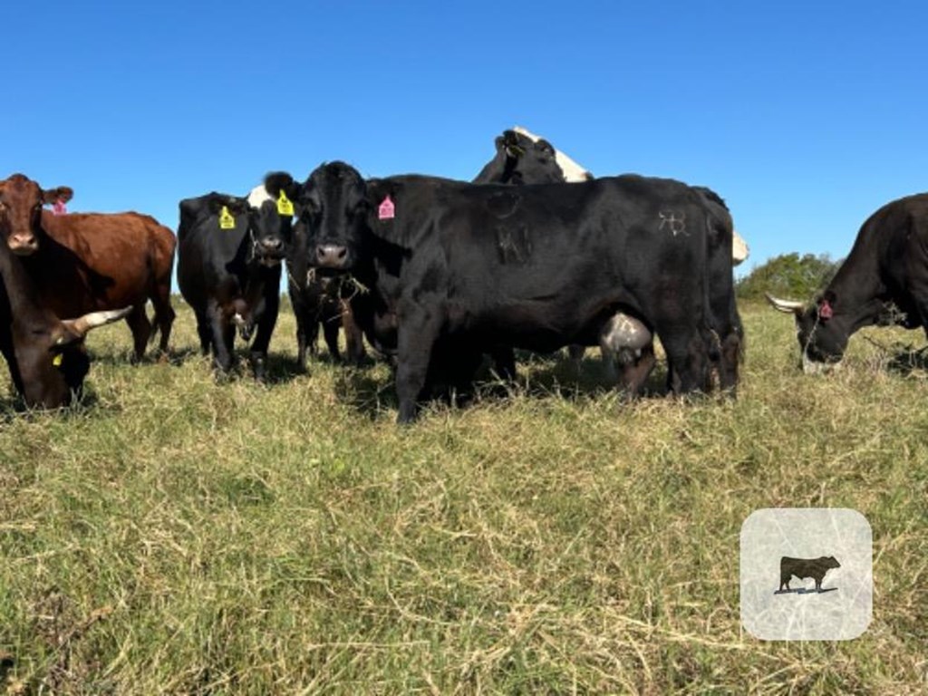 Cattle Range Listing Photo