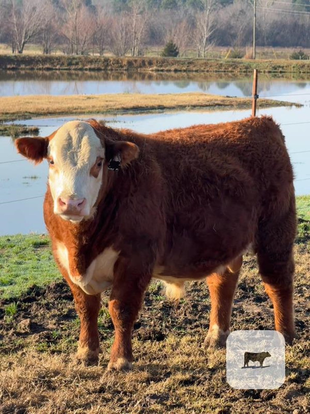 Cattle Range Listing Photo