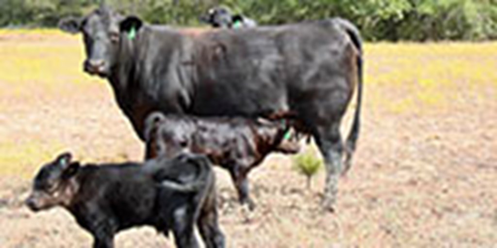 10 Angus Pairs... Central TX