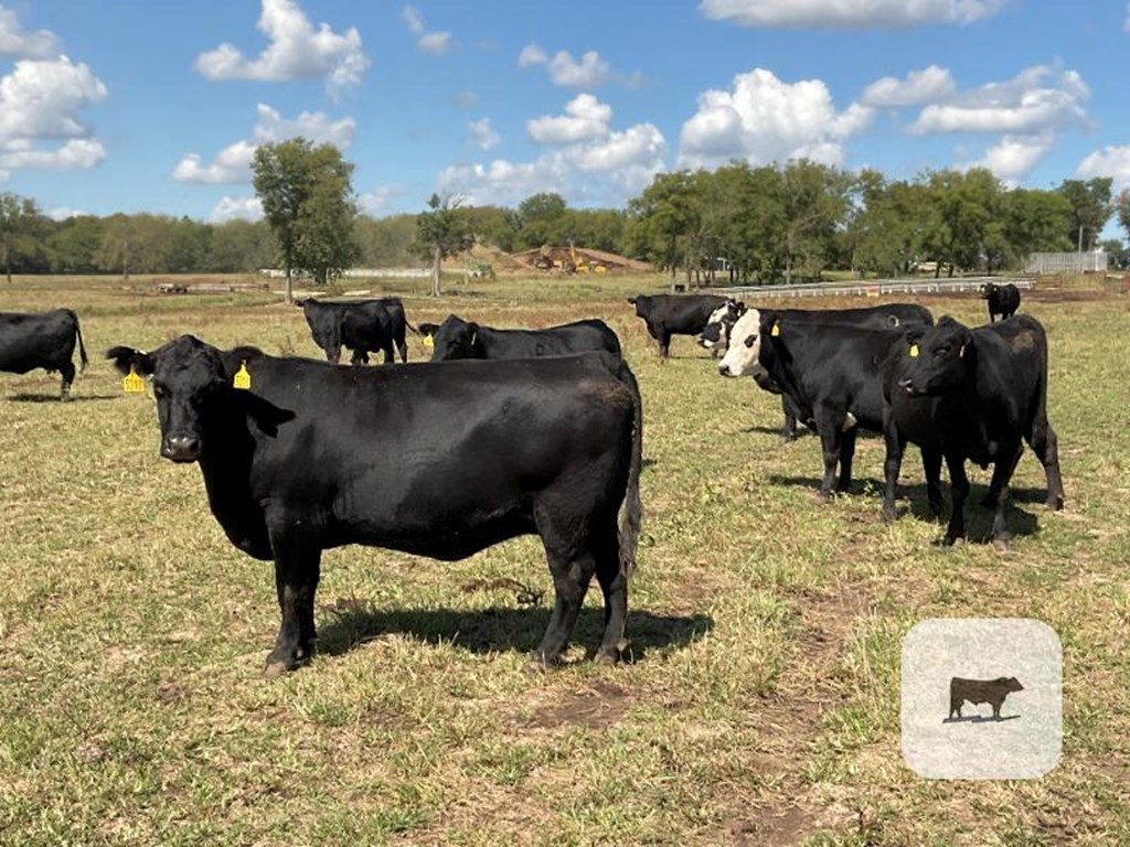 Cattle Range Listing Photo