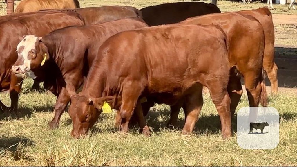 Cattle Range Listing Photo