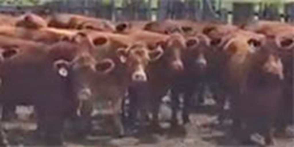 67 Red Angus Bred Heifers... S. Central CO