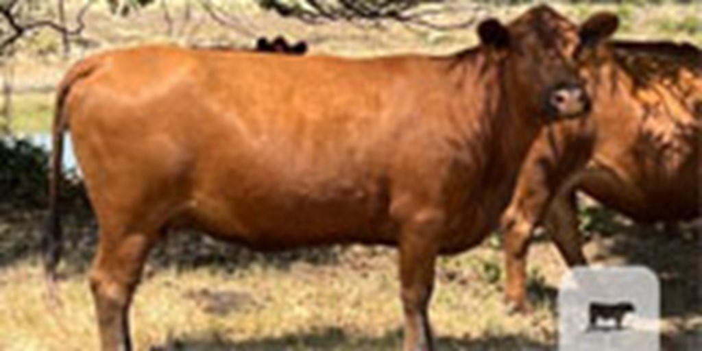 15 Reg. Red Angus Cows... Central TX