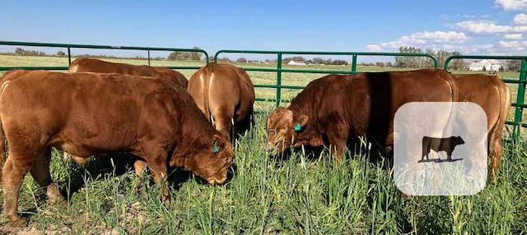 Cattle Range Listing Photo