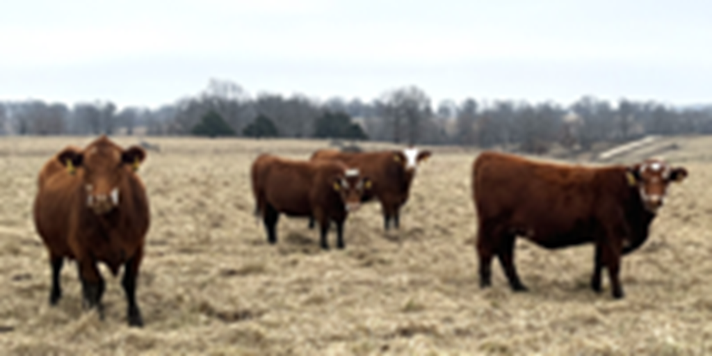 41 Red Angus & RWF Cows... Southwest MO