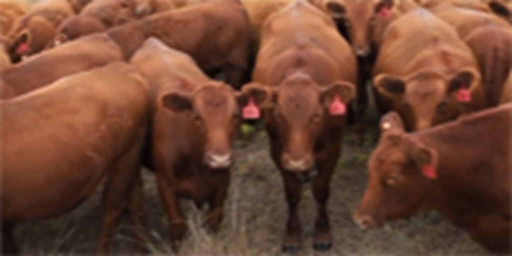 120	Red Angus Bred Heifers... N. Central OK