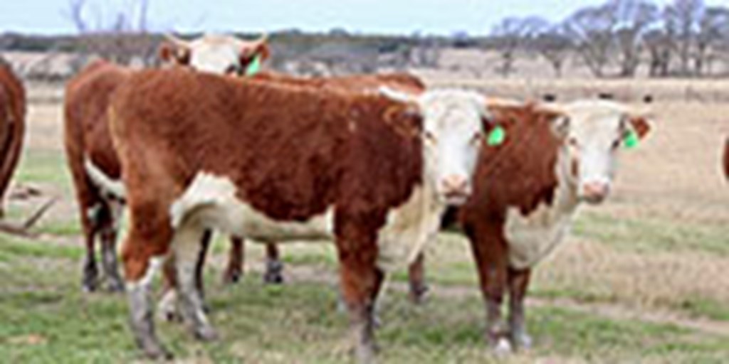 10 Horned Hereford Bred Heifers... Central TX