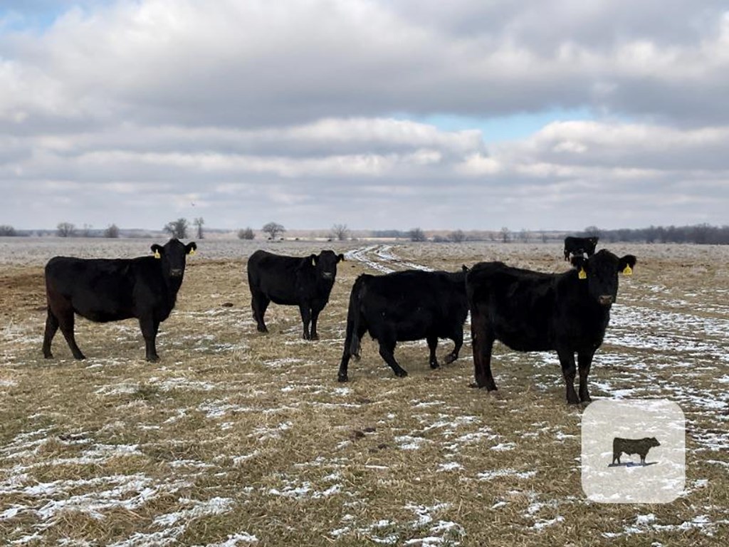 Cattle Range Listing Photo