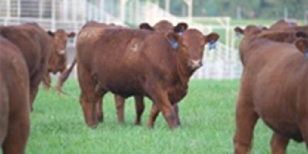 116 Reg. Red Angus Bred Heifers... Central AR