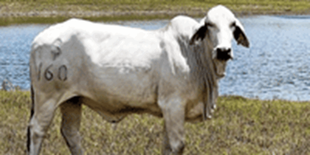 11 Reg. Brahman Cows... Central TX