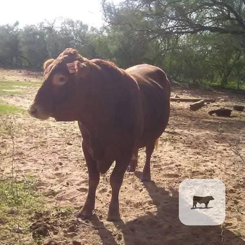 Cattle Range Listing Photo