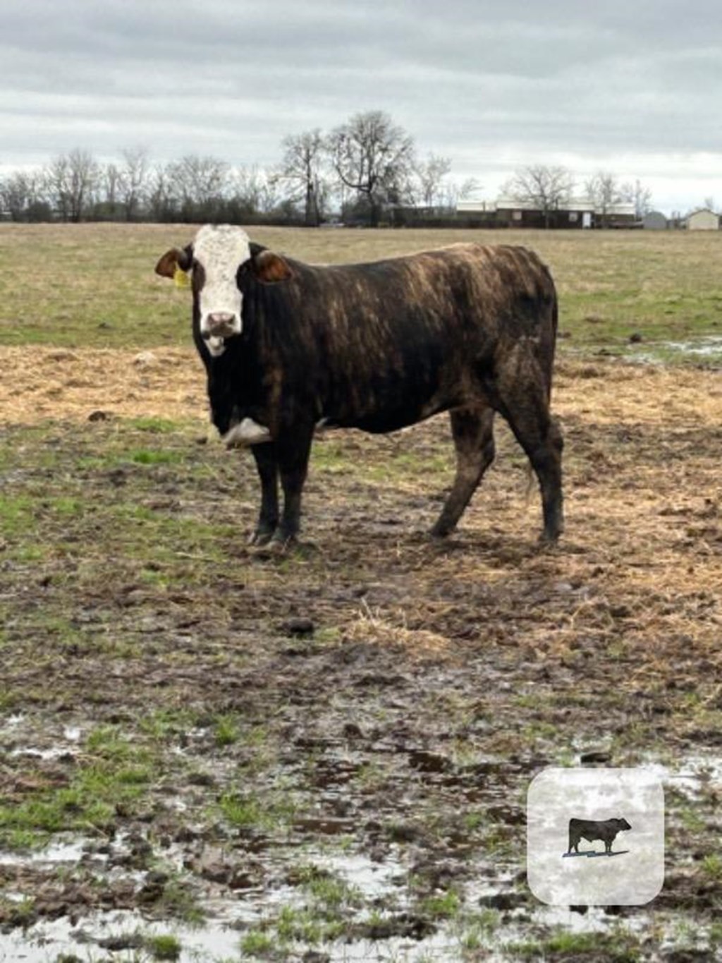 Cattle Range Listing Photo