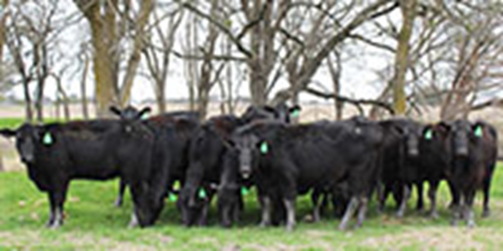 12 Angus Plus Bred Heifers... Central TX