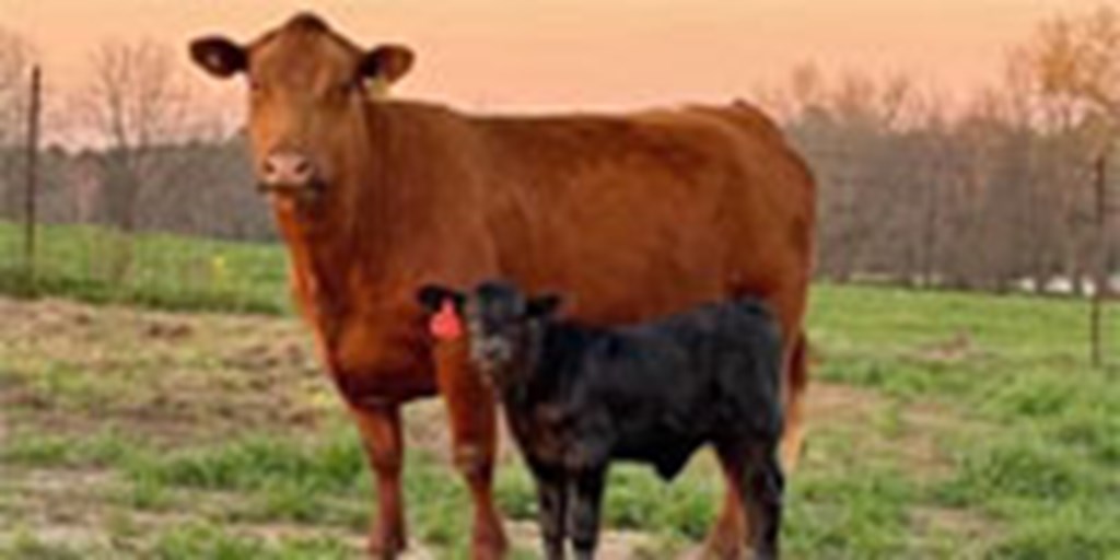 50 Angus, Brangus, SimAngus & Hereford 1st-Calf Pairs... Central MS